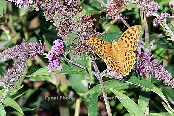 Imperial Cloak or Silver Streak (Argynnis paphia), North Rhine-Westphalia, Germany, Blankenheim, Ahrhütte [IBR124494853]