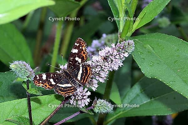 Summer-generation land carpets (Araschnia levana) on a mint (Mentha spec.) in a near-natural garden, Weilerswist, North Rhine-Westphalia, Germany [IBR124494854]