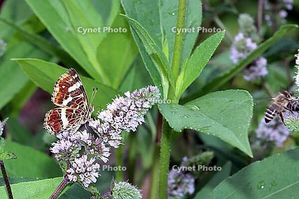 Summer-generation land carpets (Araschnia levana) on a mint (Mentha spec.) in a near-natural garden, Weilerswist, North Rhine-Westphalia, Germany [IBR124494855]