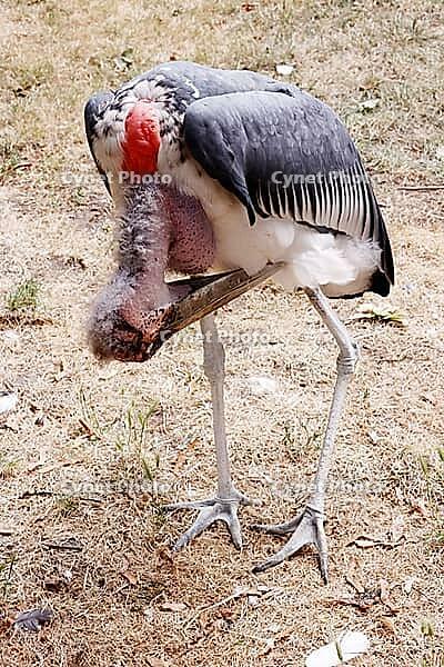 Marabou (Leptoptilos crumeniferus) in a zoo, Germany [IBR124494856]