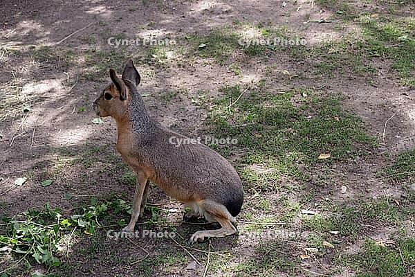 Patagonian Mara or Patagonian Mara hare (Dilichotis patagonum), Germany [IBR124494860]
