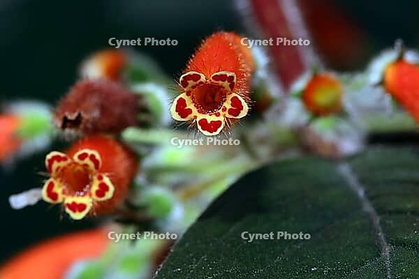 Blooming kohleria tubiflora in the botanical garden, North Rhine-Westphalia, Germany, Bonn, botanical garden [IBR124494861]