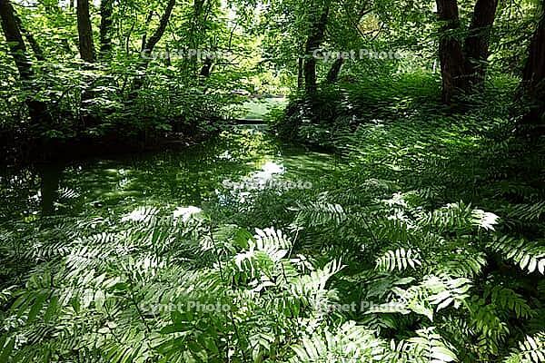 Volksgarten, public park in the city center, North Rhine-Westphalia, Germany, Cologne [IBR124494862]