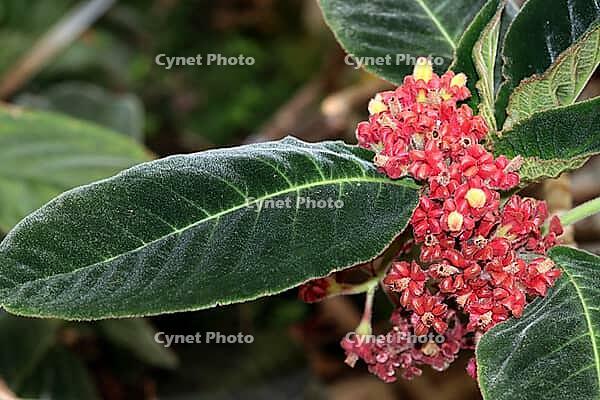 Sinningia piresiana, flowering plant in the botanical garden, botanical garden, Bonn, North Rhine-Westphalia [IBR124494863]