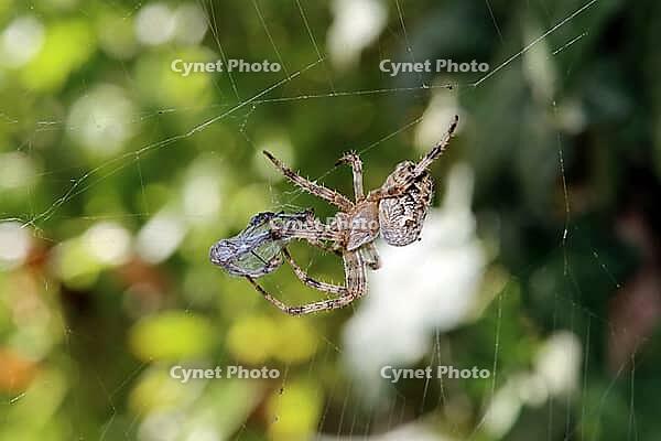 Garden cross spider (Araneus diadematus) has captured a dragonfly in its web, Weilerswist, North Rhine-Westphalia, Germany [IBR124494864]