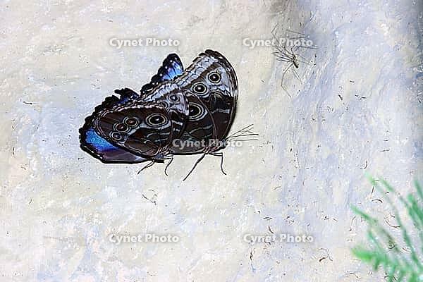 Peleides Blue Morpho, Peleides Blue Morpho (Morpho peleides) in a butterfly house, North Rhine-Westphalia, Germany, Blankenheim, Ahrhütte [IBR124494865]