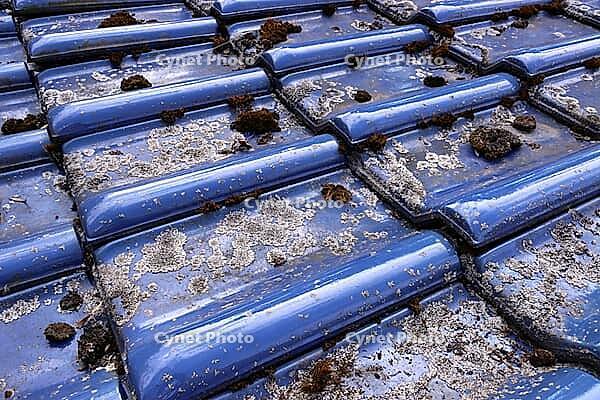 Lichens and moss on glazed blue roof tiles, Weilerswist, North Rhine-Westphalia, Germany [IBR124494866]
