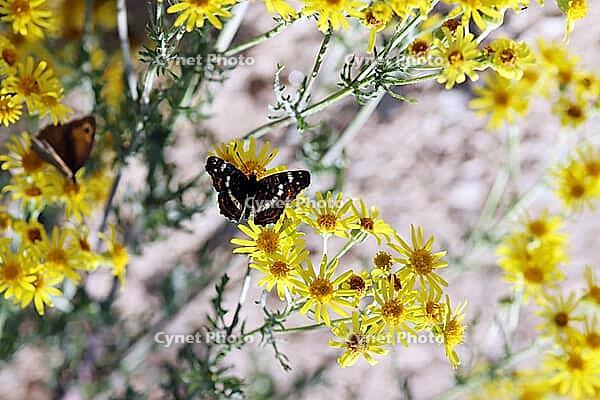Map Butterfly (Araschnia levana), summer generation - sitting on yellow flower, North Rhine-Westphalia, Germany, Blankenheim, Ahrhütte [IBR124494868]