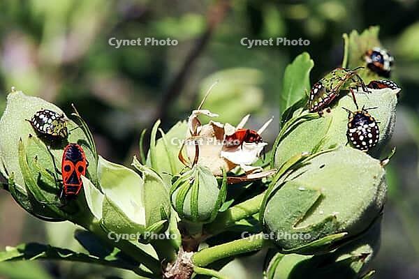 Green shield bugs, also known as southern stink bugs (Nezara viridula), nymphs in different stages of development on a hibiscus, Weilerswist, North Rhine-Westphalia, Germany [IBR124494869]