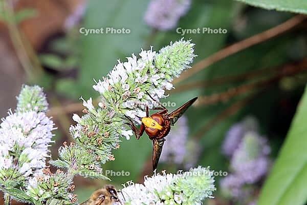 Hornet hoverfly (Volucella zonaria), also known as large forest hoverfly, giant bumblebee hoverfly or belt hoverfly on the flower of a mint (Mentha), Weilerswist, North Rhine-Westphalia, Germany [IBR124494871]