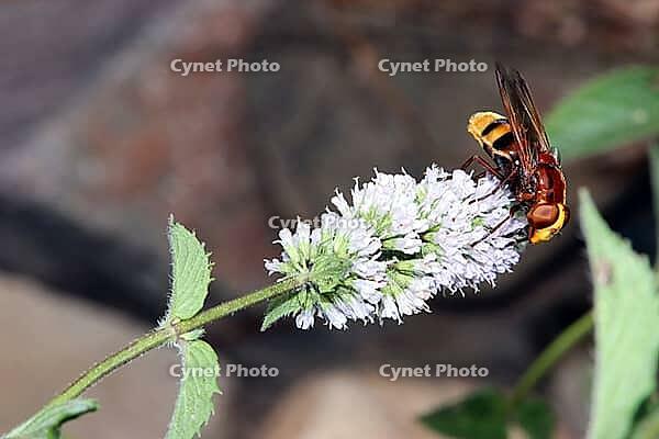 Hornet hoverfly (Volucella zonaria), also known as large forest hoverfly, giant bumblebee hoverfly or belt hoverfly on the flower of a mint (Mentha), Weilerswist, North Rhine-Westphalia, Germany [IBR124494874]