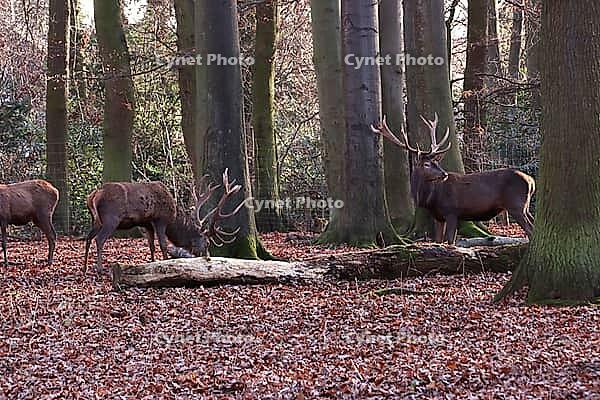 Fallow deer (Dama dama) or fallow deer in the zoo, Mechernich, North Rhine-Westphalia, Germany [IBR124494875]