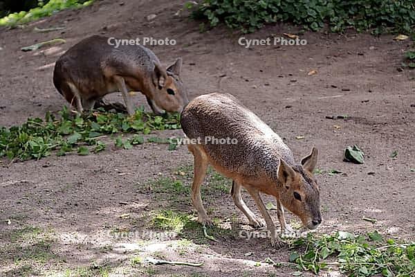 Patagonian Mara or Patagonian Mara hare (Dilichotis patagonum) in a zoo, Germany [IBR124494878]