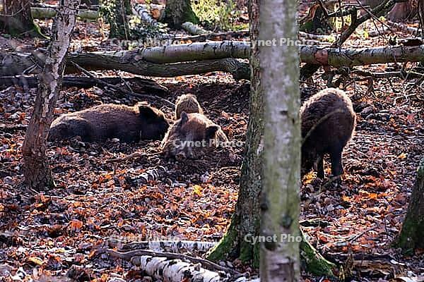 Wild boar (Sus scrofa) in a zoo, Mechernich, North Rhine-Westphalia, Germany [IBR124494879]