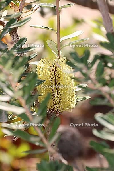 Silver Banksia (Banksia marginata) in the Botanic Garden, North Rhine-Westphalia, Germany, Bonn, Botanic Garden [IBR124494881]