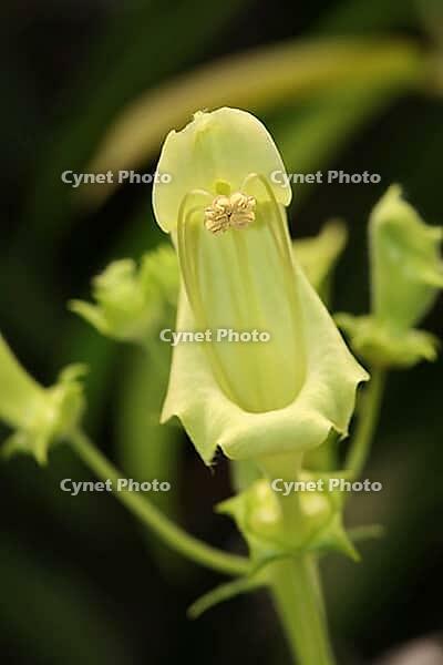 Central African begonia (Begonia scutifolia) in the Botanic Garden, North Rhine-Westphalia, Germany, Bonn, Botanic Garden [IBR124494882]