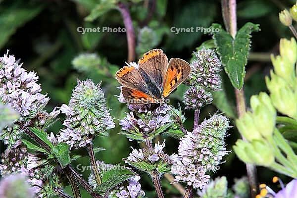 Small copper (Lycaena phlaeas) on a mint (Mentha spec.) in a near-natural garden, Weilerswist, North Rhine-Westphalia, Germany [IBR124494886]