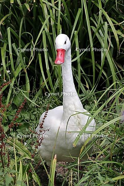 Coscoroba swan (Coscoroba coscoroba) in a zoo, Germany [IBR124494887]
