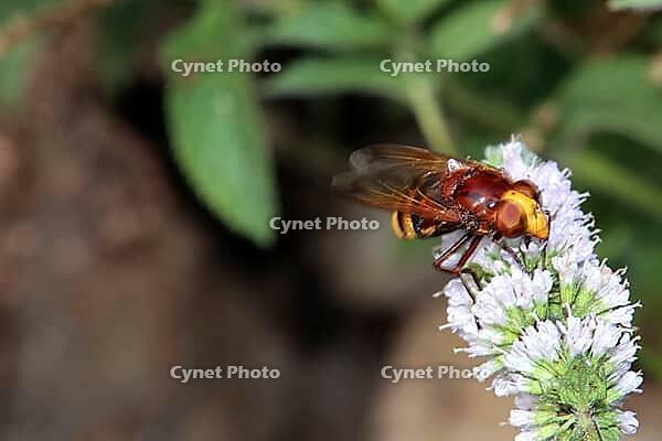 Hornet hoverfly (Volucella zonaria), also known as large forest hoverfly, giant bumblebee hoverfly or belt hoverfly on the flower of a mint (Mentha), Weilerswist, North Rhine-Westphalia, Germany [IBR124494890]