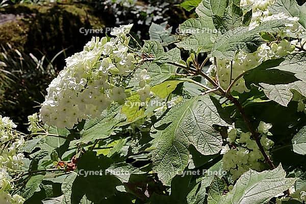 Oakleaf hydrangea, Hydrangea quercifolia in an animal park, Germany [IBR124494891]