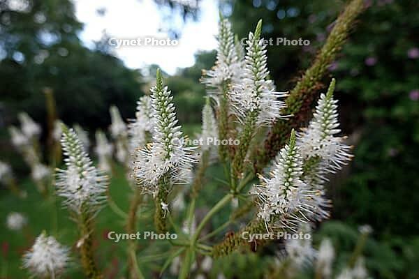 Candelabra speedwell (Veronicastrum virginicum, syn. Leptandra virginica, Veronica virginica), flowering plant, Germany [IBR124494892]