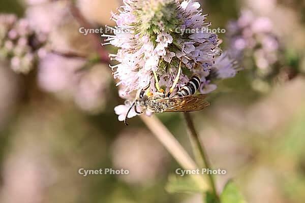 Yellow-banded furrow bee (Halictus scabiosae) on a mint (Mentha sp.), Weilerswist, North Rhine-Westphalia, Germany [IBR124494893]