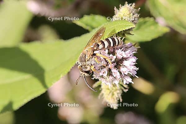 Yellow-banded furrow bee (Halictus scabiosae) on a mint (Mentha sp.), Weilerswist, North Rhine-Westphalia, Germany [IBR124494895]