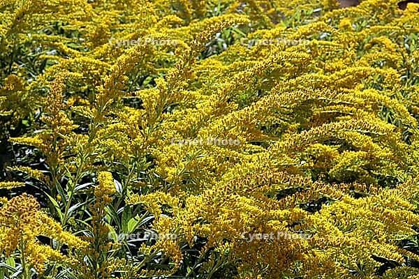 Goldenrod (Solidago caesia) in the Botanical Garden, North Rhine-Westphalia, Germany, Bonn, Botanical Garden [IBR124494896]