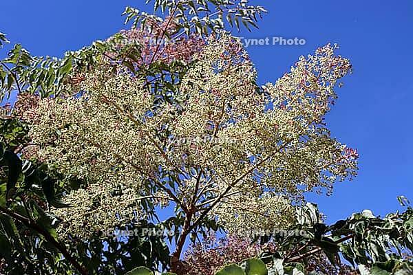 Chinese angelica tree (Aralia chinensis) in the Botanic Garden, North Rhine-Westphalia, Germany, Bonn, Botanic Garden [IBR124494899]