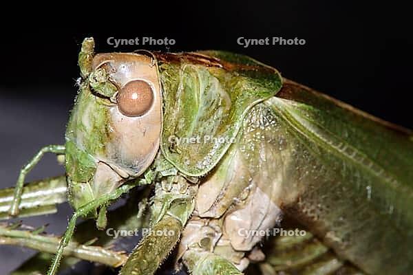 Great green bush cricket (Tettigonia viridissima), Weilerswist, North Rhine-Westphalia, Germany [IBR124494900]