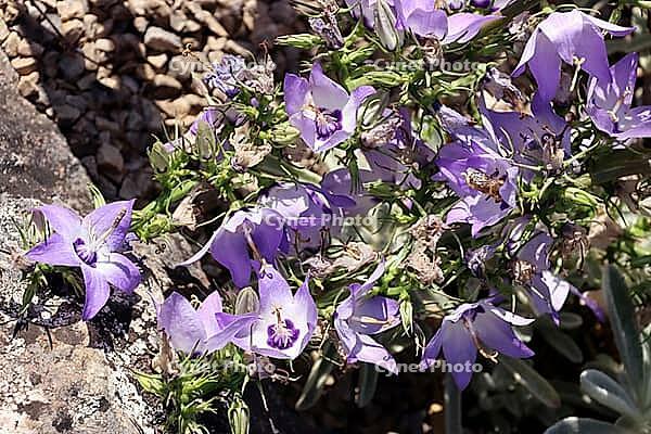 Variegated bellflower (Campanula versicolor) in the Botanic Garden, North Rhine-Westphalia, Germany, Bonn, Botanic Garden [IBR124494901]