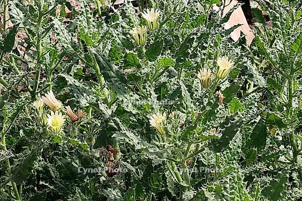 Codo royenii, endemic to Namibia, in the botanical garden, North Rhine-Westphalia, Germany, Bonn, botanical garden [IBR124494903]