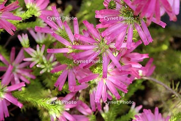 South African heather (Erica doliiformis) in the Botanic Garden, North Rhine-Westphalia, Germany, Bonn, Botanic Garden [IBR124494904]