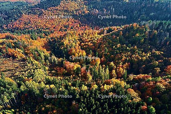Mountains covered with autumn colored forest, aerial view. Beautiful nature landscape [IBR124497424]