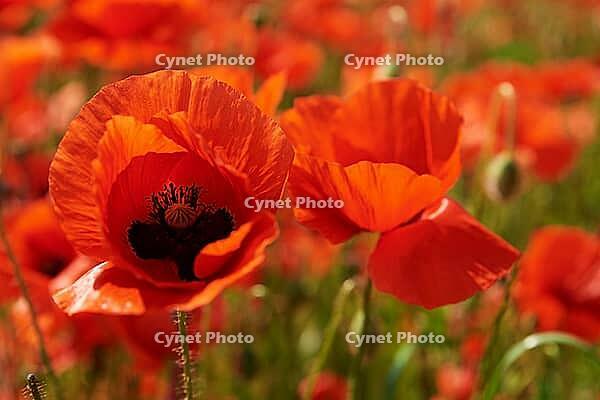 Blooming red poppy flowers in green field, Beautiful natural landscape in summertime [IBR124497425]