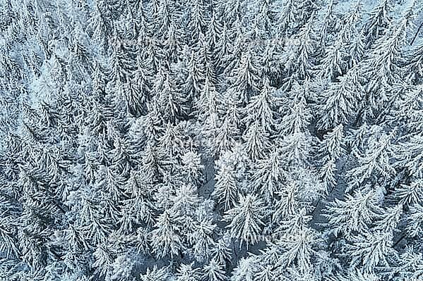 Winter forest with covered trees with snow. Beautiful winter nature landscape, aerial view. Pine forest background [IBR124497465]