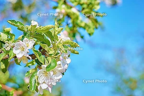Blühende Pflanze vor blauem Himmel an einem Sommertag. Frühlingshintergrund [IBR124497470]
