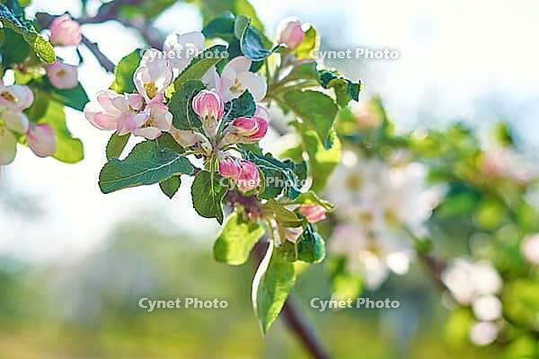 Blühende Pflanze vor blauem Himmel an einem Sommertag. Frühlingshintergrund [IBR124497474]
