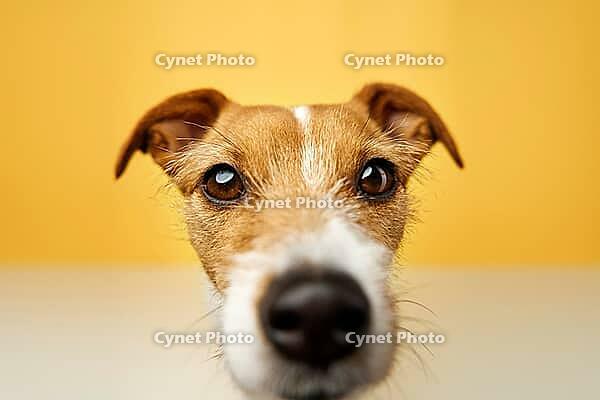 Curious interested dog looks into camera. Jack russell terrier closeup portrait on yellow background. Funny pet [IBR124497476]