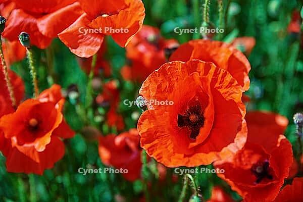 Blooming red poppy flowers in green field, Beautiful natural landscape in summertime [IBR124497481]