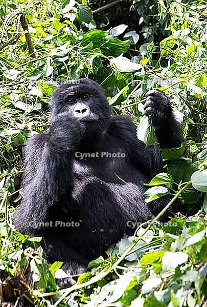 Mountain gorilla (Gorilla beringei beringei), feeding, member of the Agashya family, Virunga Volcanic Mountains, Parc National des Volcans, Volcanoes National Park, Rwanda [IBR124508483]