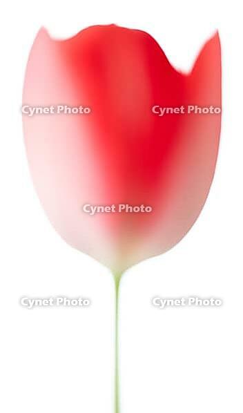 Blurred red tulip against a white background [IBR124508486]