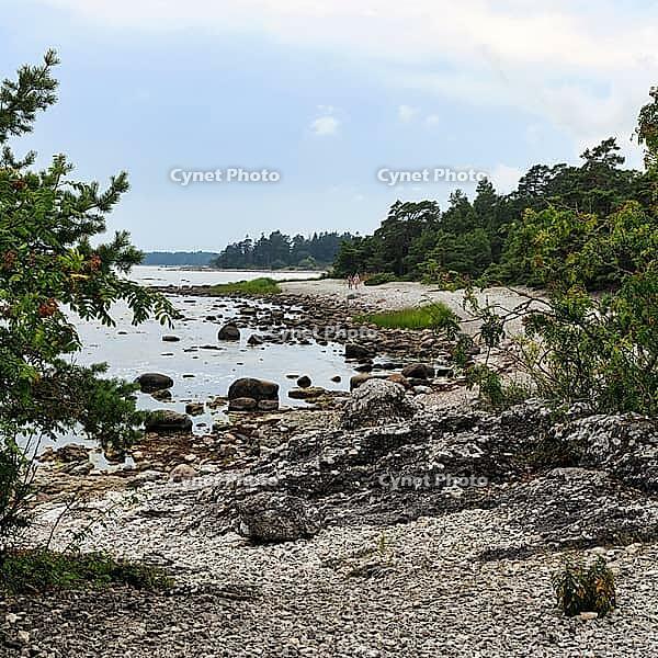 Rocky coastal landscape, coniferous forest, Raukar near Folhammar, nature reserve, east coast, island of Gotland, Baltic Sea, Sweden [IBR124508487]