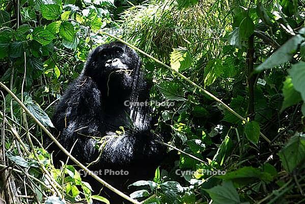 Mountain gorilla (Gorilla beringei beringei), feeding, member of the Agashya family, Virunga Volcanic Mountains, Parc National des Volcans, Volcanoes National Park, Rwanda [IBR124508489]