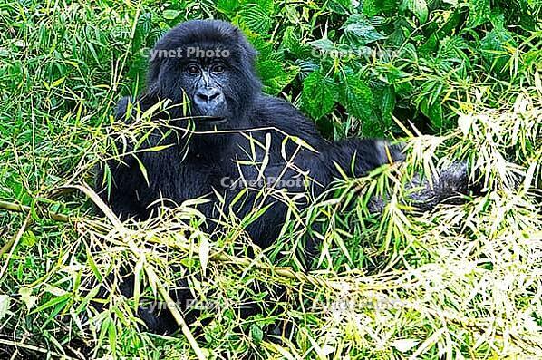 Mountain gorilla (Gorilla beringei beringei), member of the Agashya family, Virunga Volcanic Mountains, Parc National des Volcans, Volcanoes National Park, Rwanda [IBR124508490]