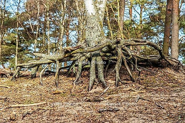 Aerial roots in a pine tree forest, planted to stop a sand drift during the 19th century in Ystad, Skåne county, Sweden, Scandinavia [IBR124508492]