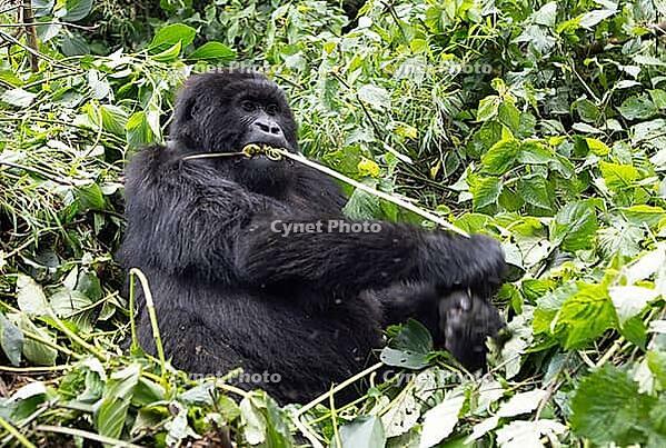 Mountain gorilla (Gorilla beringei beringei), feeding, member of the Agashya family, Virunga Volcanic Mountains, Parc National des Volcans, Volcanoes National Park, Rwanda [IBR124508493]