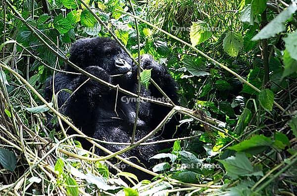 Mountain gorilla (Gorilla beringei beringei), feeding, member of the Agashya family, Virunga Volcanic Mountains, Parc National des Volcans, Volcanoes National Park, Rwanda [IBR124508494]