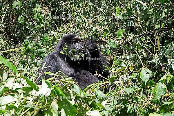 Mountain gorilla (Gorilla beringei beringei), member of the Agashya family, feeding, Virunga Volcanic Mountains, Parc National des Volcans, Volcanoes National Park, Rwanda [IBR124508496]