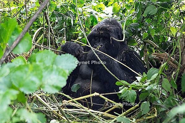 Mountain gorilla (Gorilla beringei beringei), silverback, member of the Agashya family, Virunga Volcanic Mountains, Parc National des Volcans, Volcanoes National Park, Rwanda [IBR124508497]